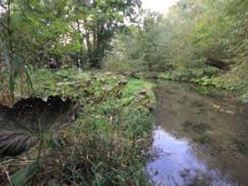 Vegetation along the edge of a calm stream surrounded by dense green foliage.